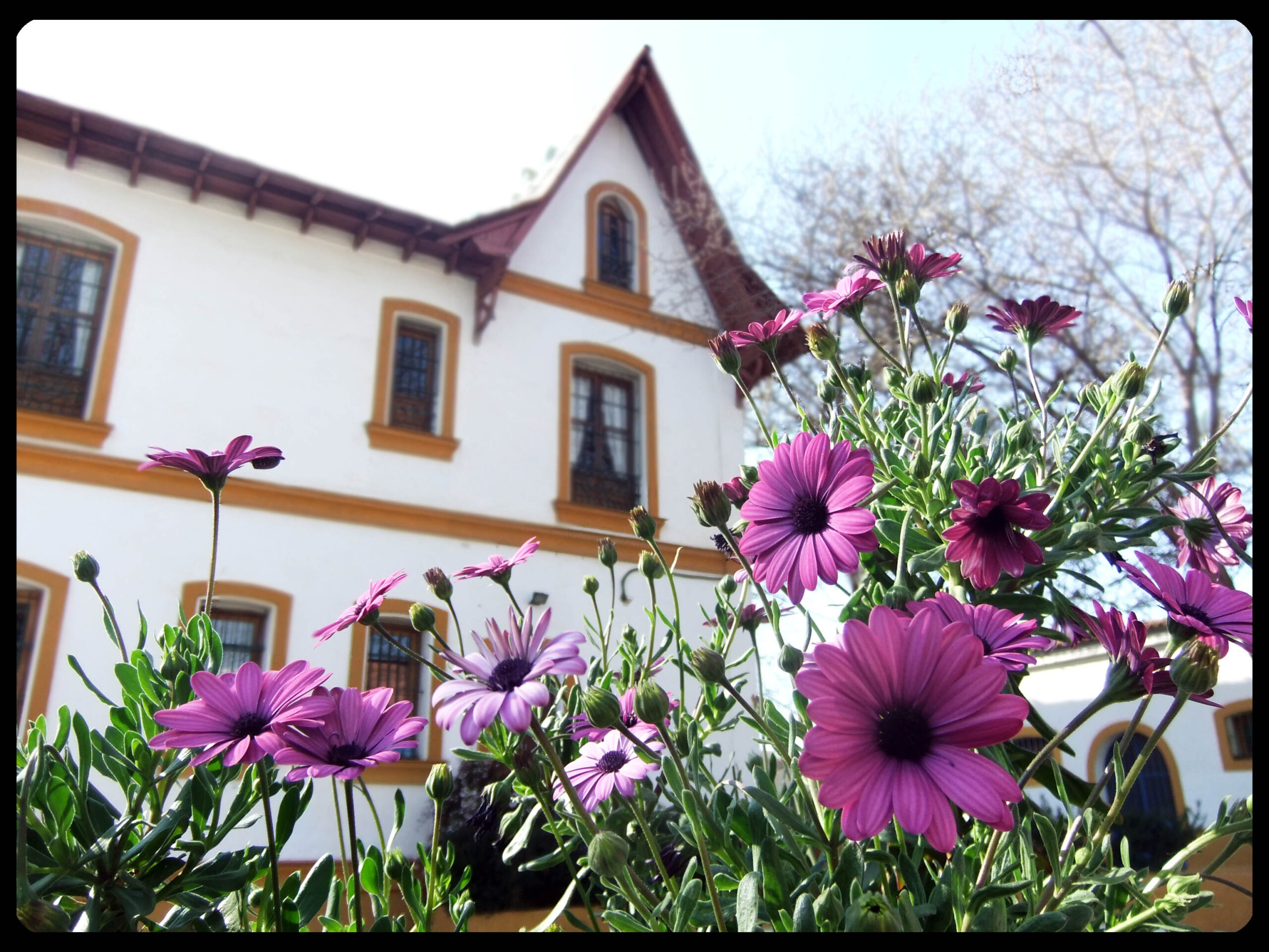 PRIMAVERA EN LA BUHARDILLA - Encinar de Escardiel
